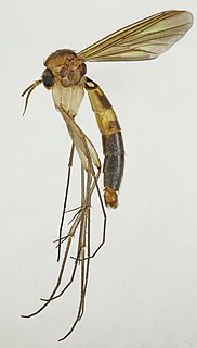 <i>Exechia contaminata</i> Species of fly