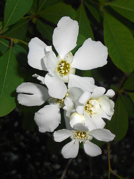 File:Exochorda racemosa subsp. giraldii 2018-05-06 1767.jpg