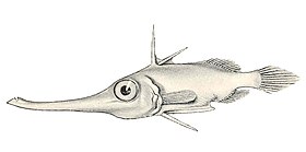 FMIB 45462 Deep-sea Snipe-fish, Halimochirugus centriscoides, from off Cape Comorin, 143 fathoms.jpeg