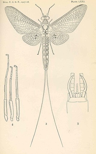 <i>Hexagenia bilineata</i> Species of mayfly