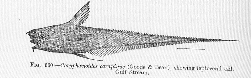 File:FMIB 52229 Coryphaenoides carapinus (Goode & Bean), showing leptoceral tail Gulf Stream.jpeg
