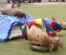 Photographie d'un cochon déposé sur un panier avec une natte, et en arrière-plan un autre cochon, posé sur une palette de produits manufacturés.