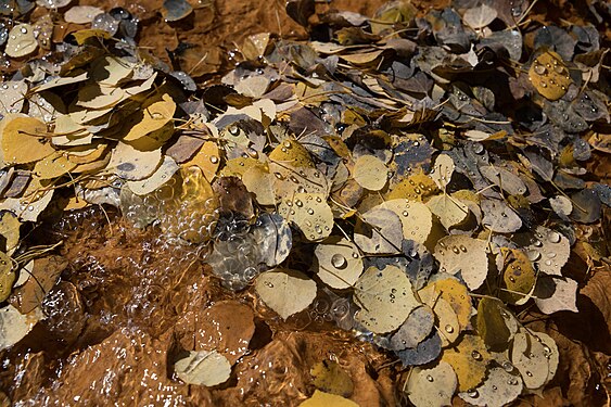 Fallen leaf litter in a mountain stream near Ophir, Colorado, USA