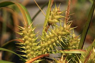 <i>Carex lupuliformis</i> Species of grass-like plant