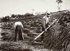 Faucheurs, Somme