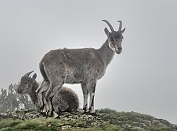 Female Walia Ibex, Simien Mts, Ethiopia (7155770258).jpg
