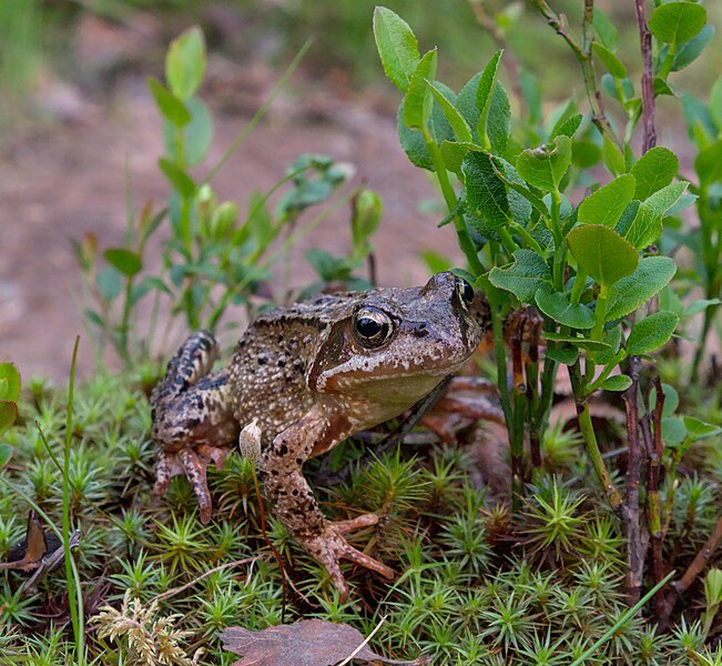 File:Female common frog in Sarek National Park (DSCF2796).jpg