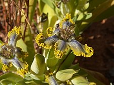 Το είδος Ferraria uncinata