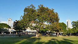 Ficus rubiginosa