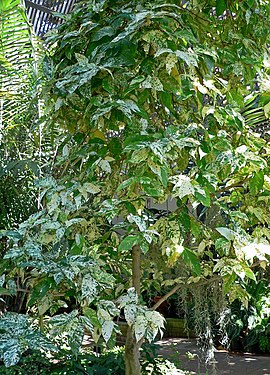 Ficus aspera 1.jpg