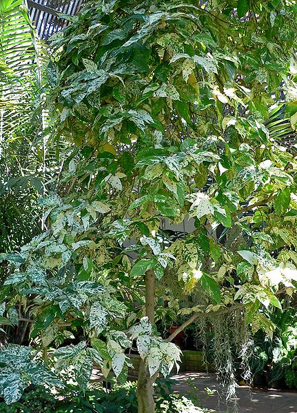 File:Ficus aspera 1.jpg