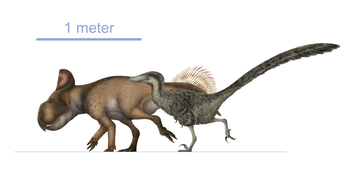 Fighting Dinosaurs size comparison