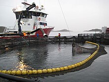 A modern well-boat picks up salmon at the Norwegian Aquaculture Center in Toft, Bronnoy, Norway. Fish delivery.jpg