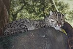 Thumbnail for File:Fishing Cat 085.jpg