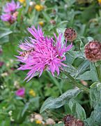 Centaurea jacea