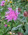 Centaurea jacea