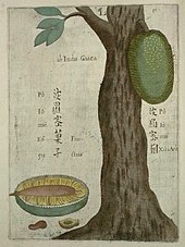 Jackfruit tree illustrated from one of the earliest natural history books about China by Jesuit Missionary author Michael Boym in 1656. Flora Sinensis - Jackfruit.JPG