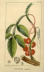 Thumbnail for File:Flore médicale des Antilles, ou, Traité des plantes usuelles (Pl. 181) (8182059699).jpg