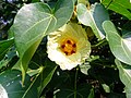 Flower of Thespesia populnea.jpg