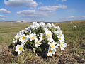 Adonis (Ranunculaceae)