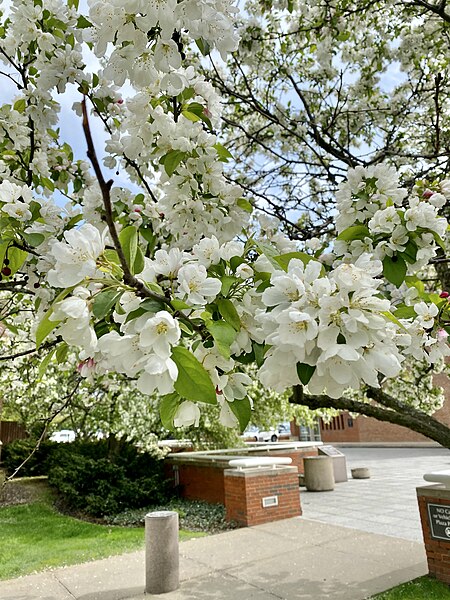 File:Flowers, John Carroll University, University Heights, OH - 52997509605.jpg