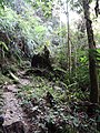 Forest Scene - Tanah Rata - Cameron Highlands - Malaysia - 01 (35375134822).jpg