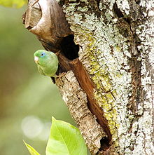 Male near nest entrance Forpus conspicillatus -Colombia -male by nest-8.jpg