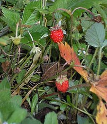 Fragole di bosco(Fragaria vesca)