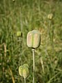 Fritillaria meleagris seed-box