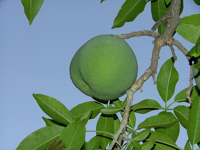 File:Fruto y hojas de Casimiroa edulis (zapote blanco).jpg