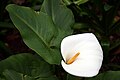 Lliri d'aigua o cal·la (Zantedeschia aethiopica)