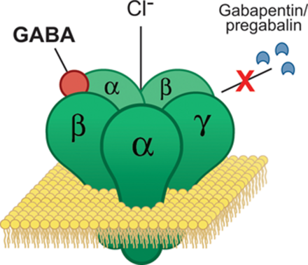 Pregabalin is not a GABAA or GABAB receptor agonist.
