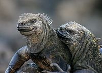 Galapagos marine iguana.jpg