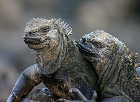 Galápagos marine iguana.jpg