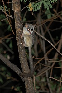 Galago.jpg