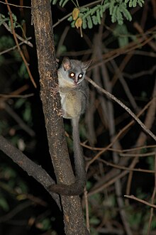 Resultado de imagen de bushbaby