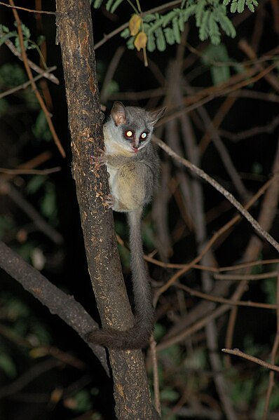 File:Galago.jpg