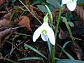 Galanthus angustifolius