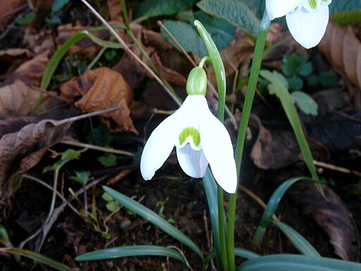 Galanthus angustifolius, from Rize DSC06951