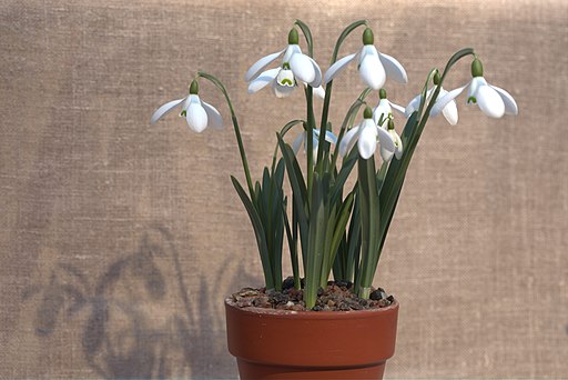 Galanthus caucasicus 001 GotBot 2018