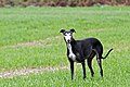 Galgo Español