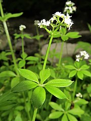 4稜ある茎の稜線上に刺状毛がない。萼筒は半球形で長毛が生える。葉の縁に毛が生える。