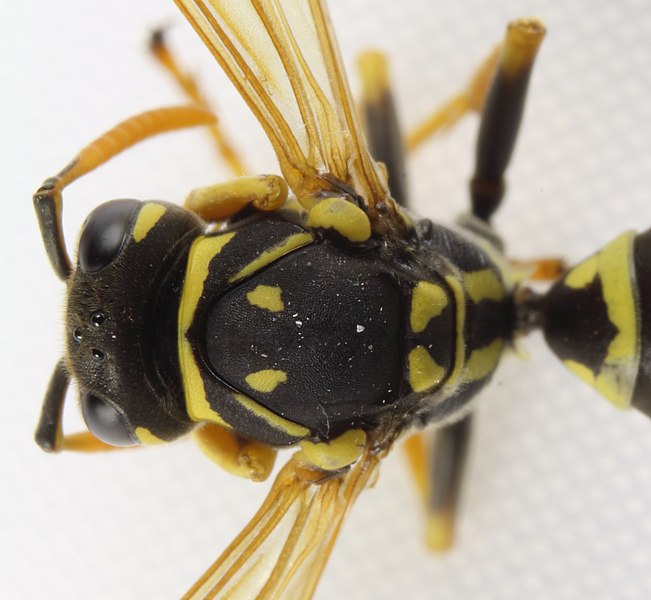 File:Gallische Feldwespe Polistes dominula 4447.jpg