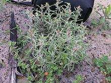 گیاه Gamochaeta antillana1 (14622035454) .jpg