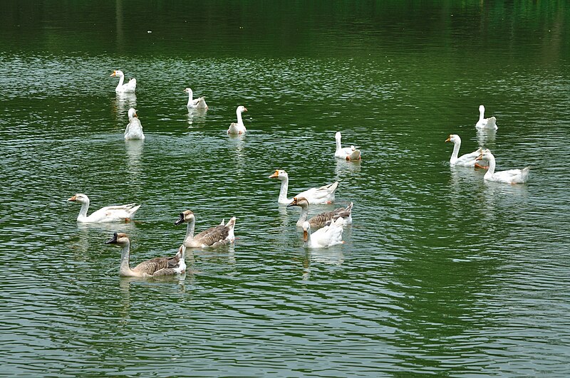 File:Geese - Kolkata 2011-05-03 2647.JPG