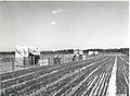 General view of transplant operations at the Eveleth Nursery, 8 7 1940 (5187364503).jpg