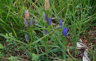 Gentiana-pneumonante-habit.JPG