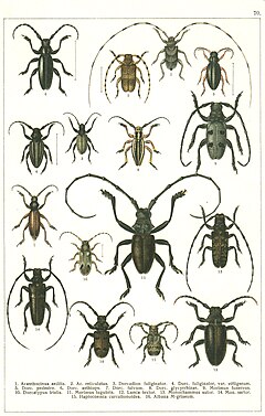 Description de l'image Georgiy Jacobson - Beetles Russia and Western Europe - plate 70.jpg.
