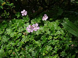 Geranium dalmaticum.jpg