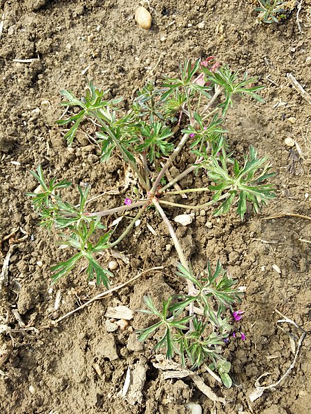 File:Geranium dissectum sl56.jpg